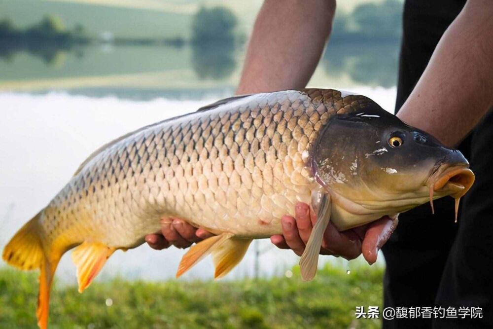 鲤鱼喜欢吃腥还是吃素？鲤鱼饵的腥和素哪个好？鲤鱼饵料调配技巧