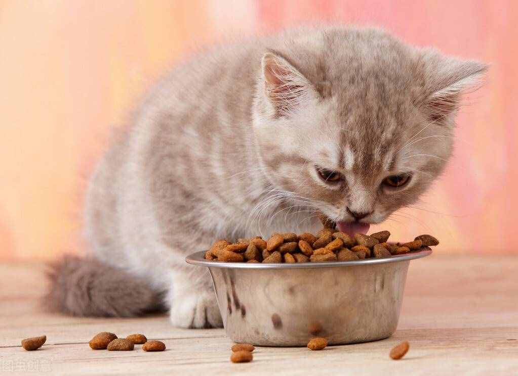 关于不同阶段的幼猫饲养，你家猫咪吃对了吗？