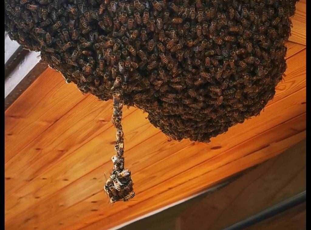 家里来了一群会荡秋千的蜜蜂，老人说这是好事，以后有纯蜂蜜喝了