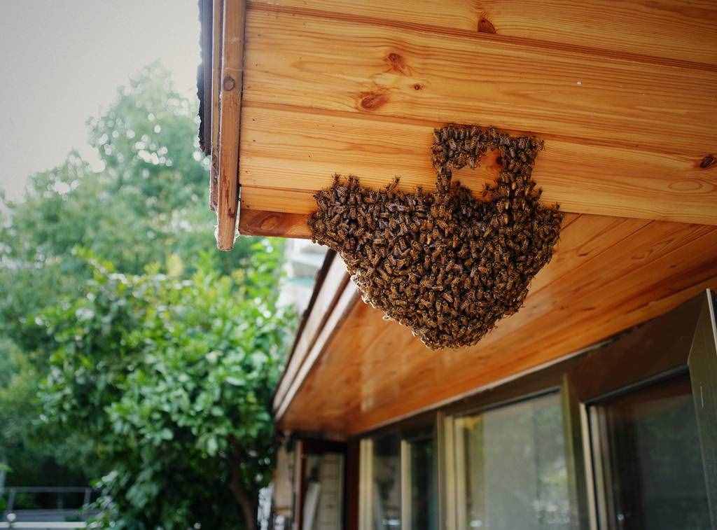 家里来了一群会荡秋千的蜜蜂，老人说这是好事，以后有纯蜂蜜喝了