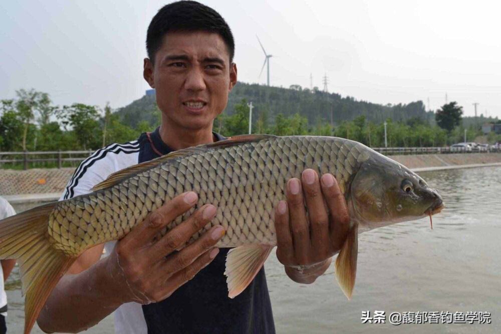 鲤鱼喜欢吃腥还是吃素？鲤鱼饵的腥和素哪个好？鲤鱼饵料调配技巧