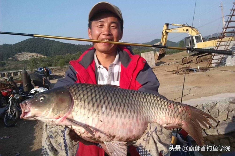 鲤鱼喜欢吃腥还是吃素？鲤鱼饵的腥和素哪个好？鲤鱼饵料调配技巧