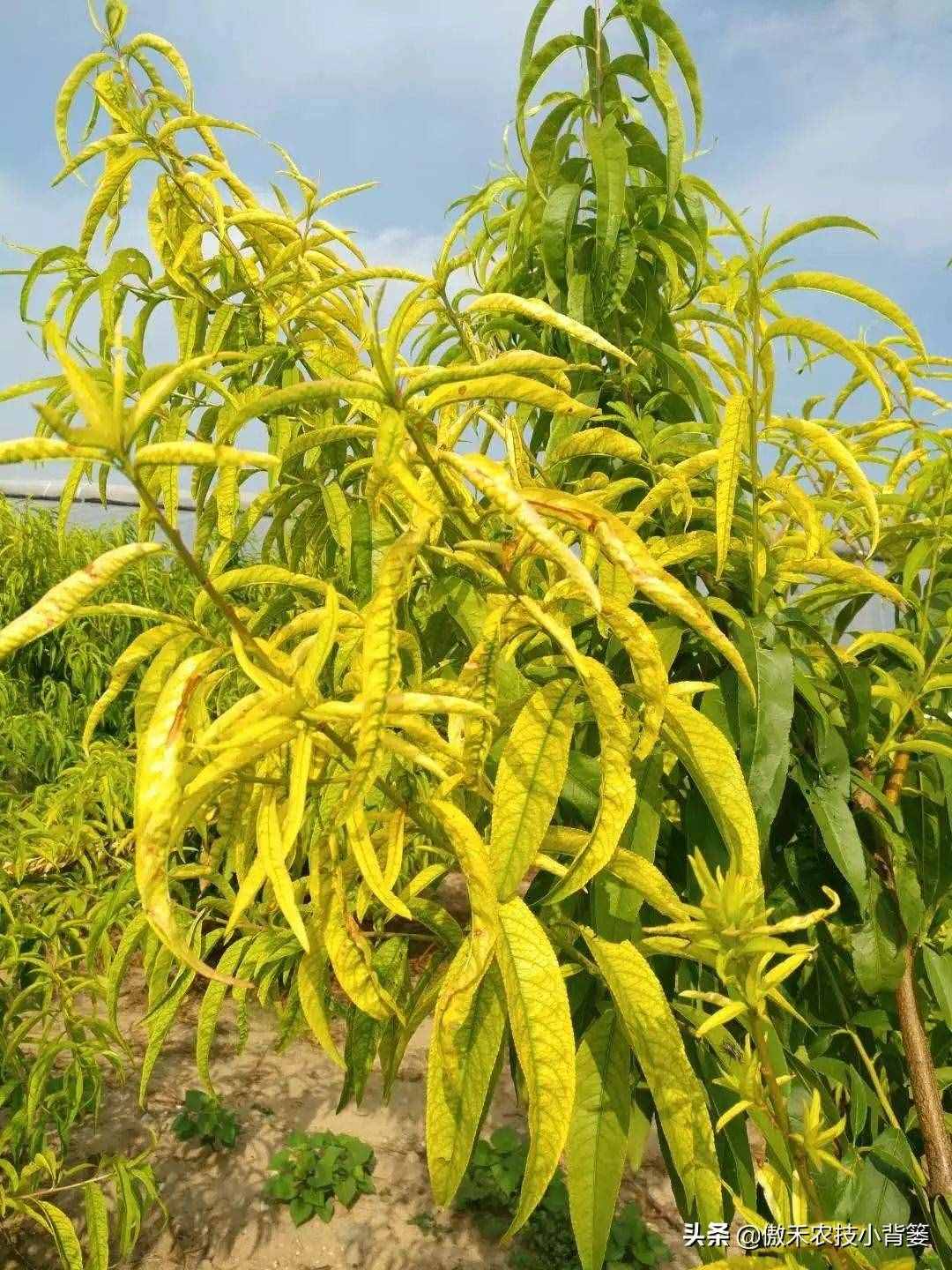 作物叶子发黄，如何判断是缺素原因还是真菌性或细菌性病害？