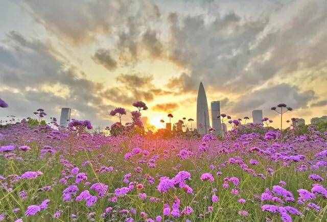 深圳十大免费花海公园