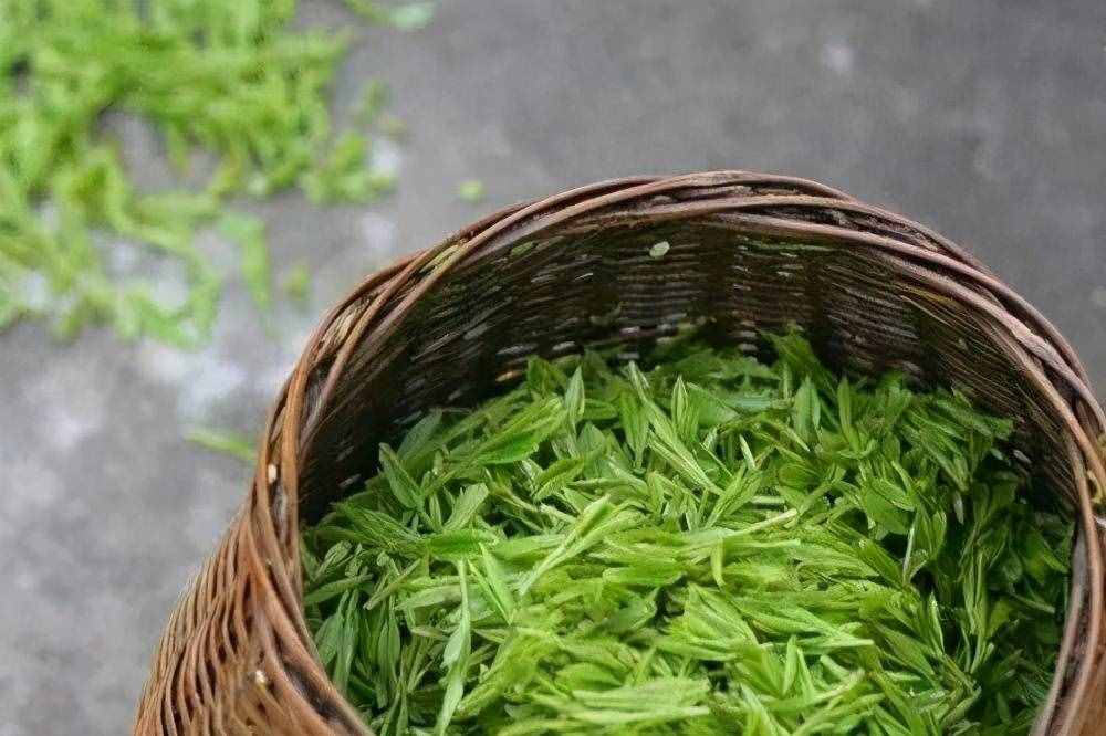 中国茶品类那么多，那么最好喝的绿茶是什么？