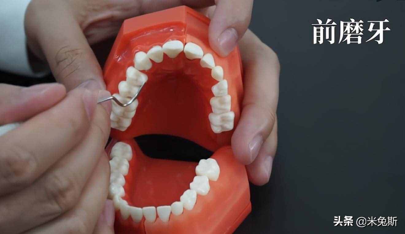 大家对每个牙齿真正的样子了解吗？