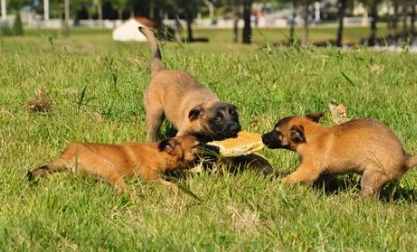 马犬的6大缺点，网友：就算想养也不敢养啊