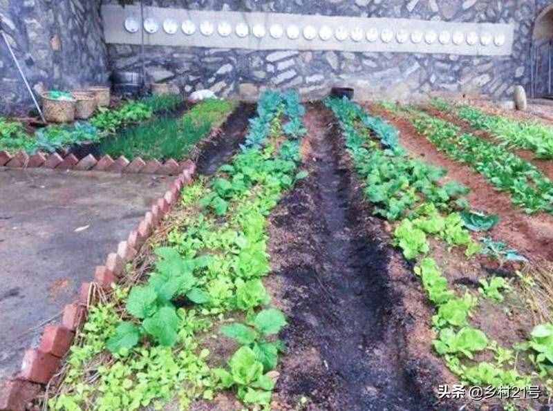 农村菜园种菜还单用化肥？试试这样用肥料，叶菜生长又快又绿