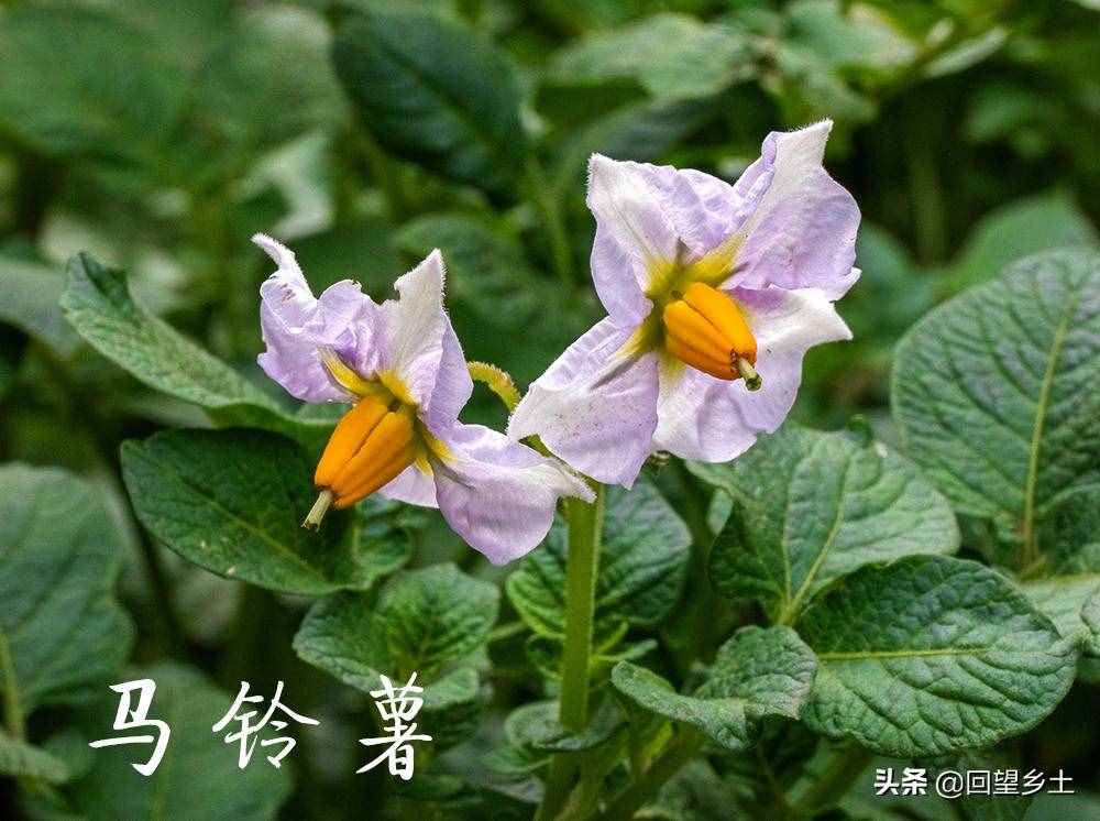 “看图识字”识菜花——光看花你能认出来这些都是什么蔬菜吗？