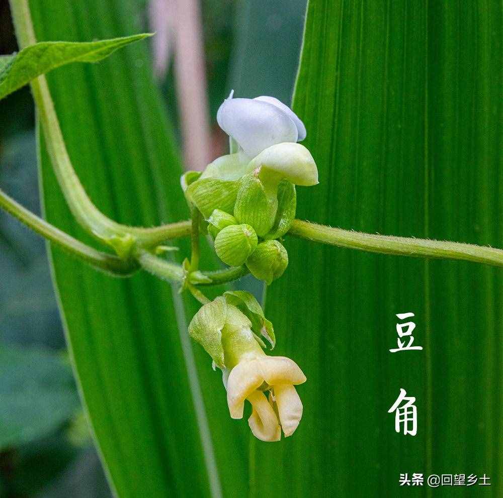 “看图识字”识菜花——光看花你能认出来这些都是什么蔬菜吗？