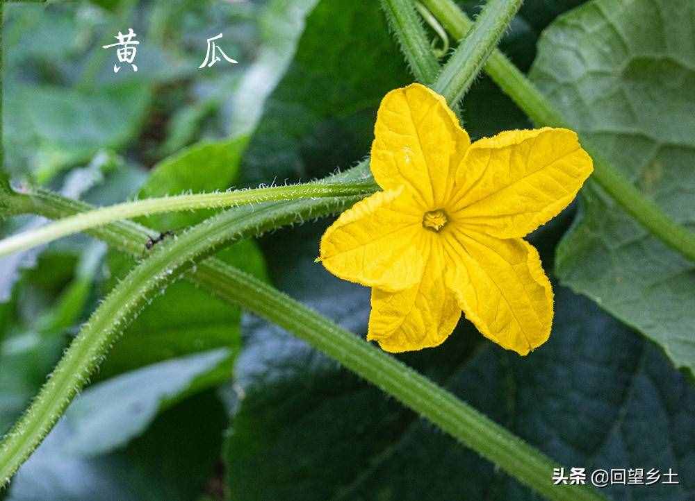 “看图识字”识菜花——光看花你能认出来这些都是什么蔬菜吗？