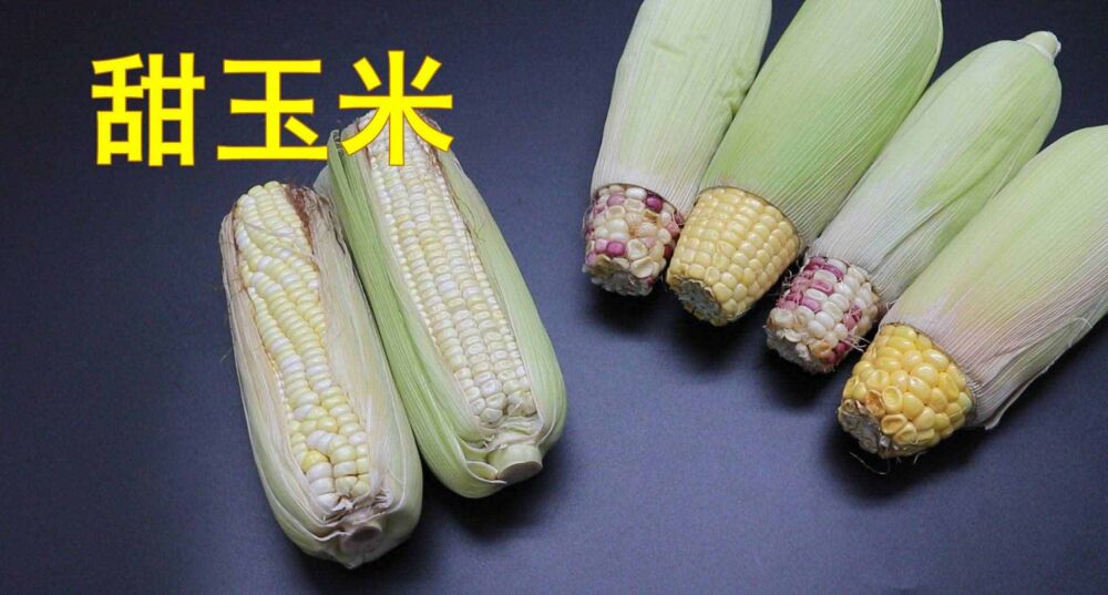 黄玉米和白玉米有什么不同？好多人不懂得，长见识了