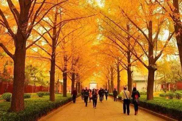 每至深秋，北京就美成了北平