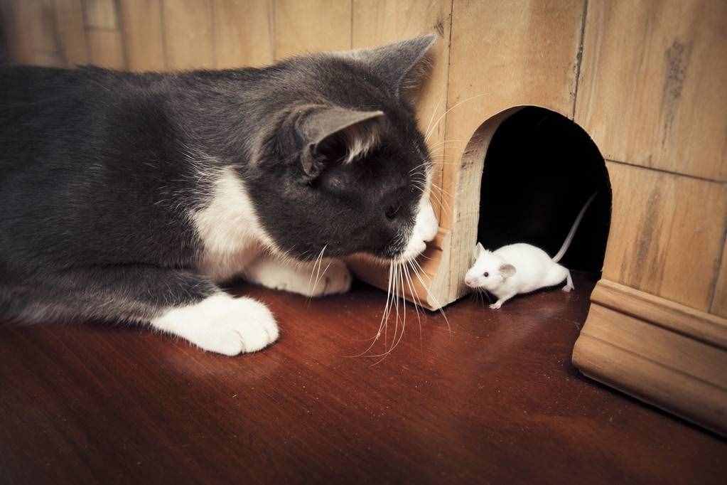 有些宠物猫从来没吃过老鼠，可老鼠见了它却害怕，老鼠为什么怕猫