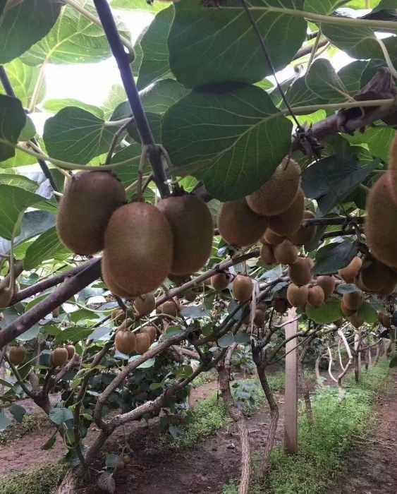 猕猴桃的“禁果”：永远无法催熟，正在摧毁猕猴桃产业
