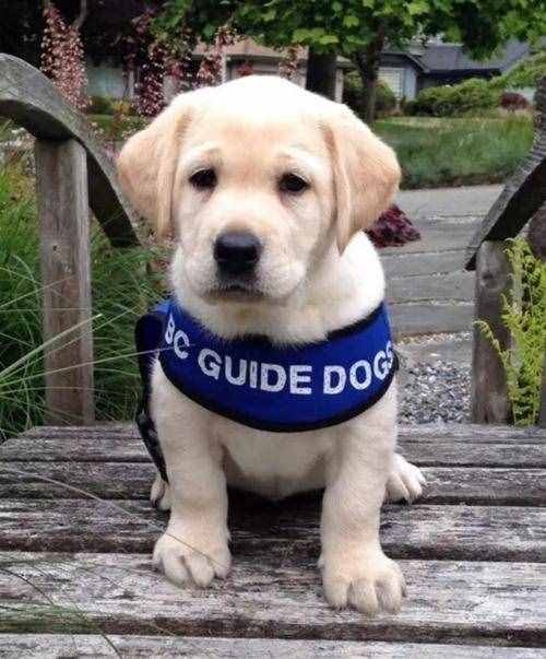 导盲犬：一种没有勋章，没有快乐，但却荣誉满身的狗狗