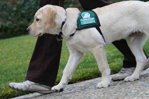 导盲犬：一种没有勋章，没有快乐，但却荣誉满身的狗狗