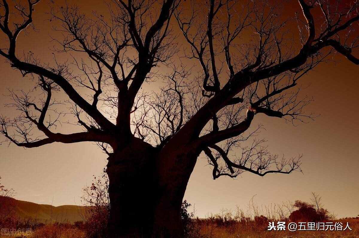 毛主席晚年喜欢读《枯树赋》，让我们也领略一下它的艺术魅力吧。