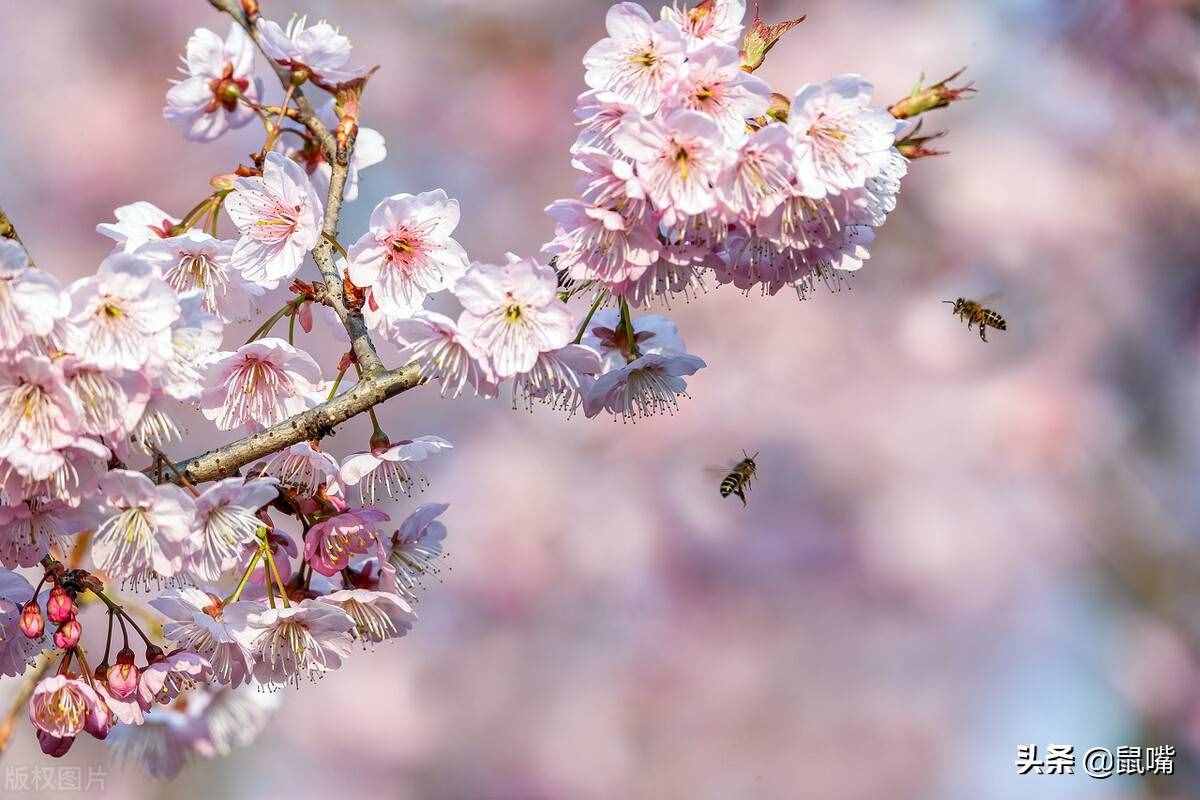 《庄子》原文 译文（四）