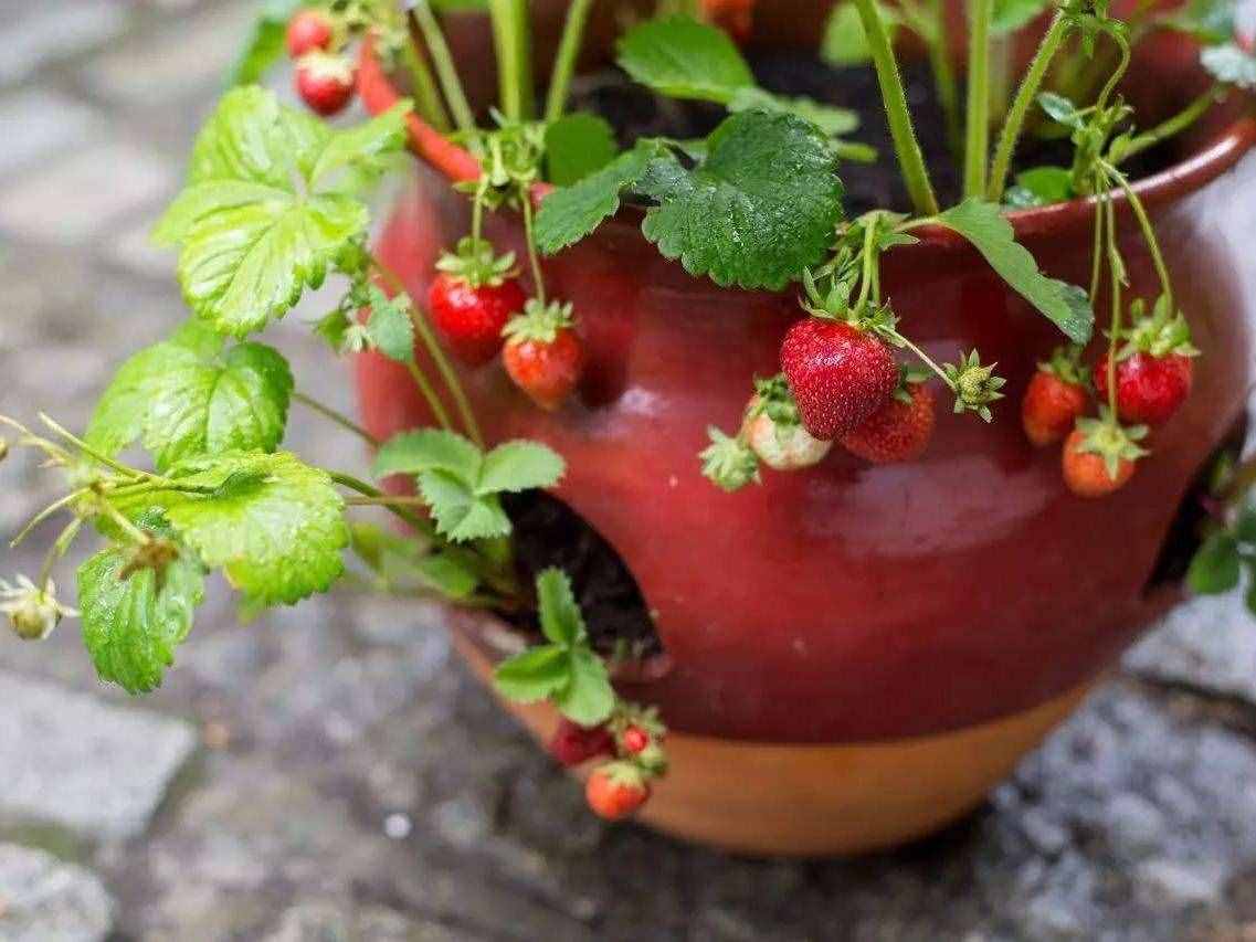 室内种出结果不断的草莓盆栽，怎么做到的？全靠这几点