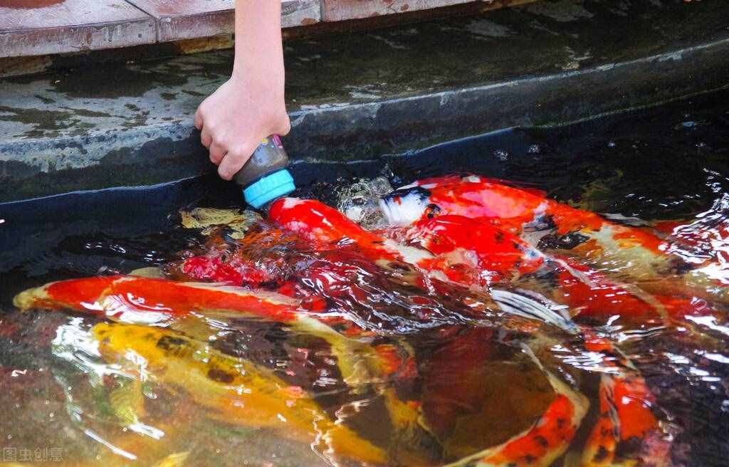 红红火火过大年，就养红红火火的大鱼！怎样才能把锦鲤养好？