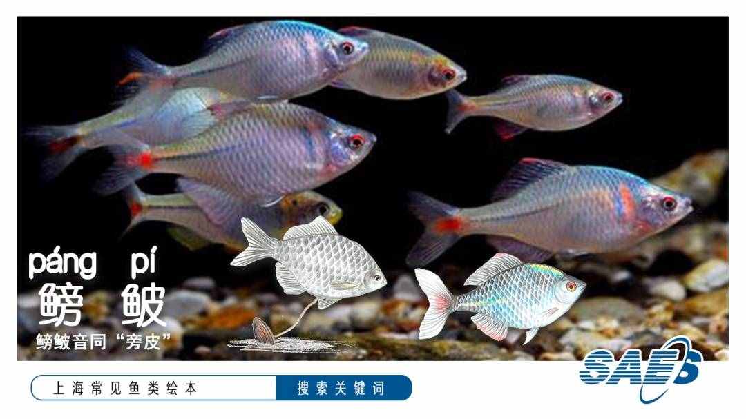上海常见鱼类绘本｜鱼的名字，你读对了吗？