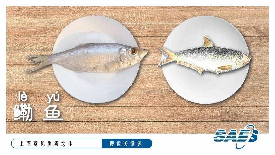 上海常见鱼类绘本｜鱼的名字，你读对了吗？