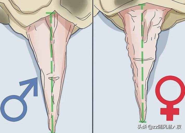 学会区分乌龟的性别