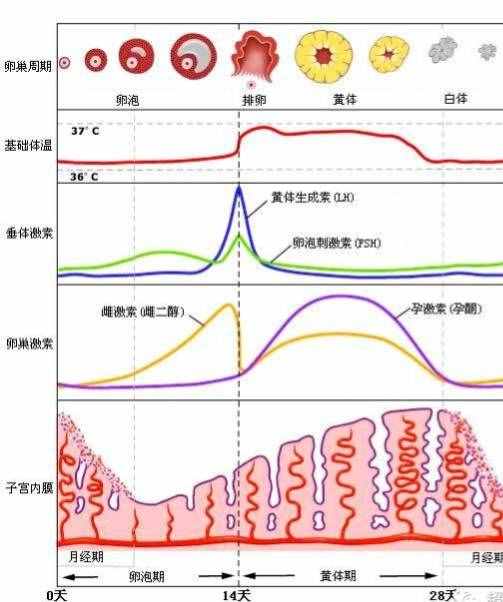 查彩超 被告知子宫内膜增厚怎么办？