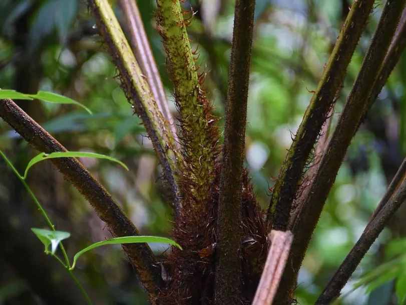 COP15丨大围山“蕨类植物之王”——桫椤