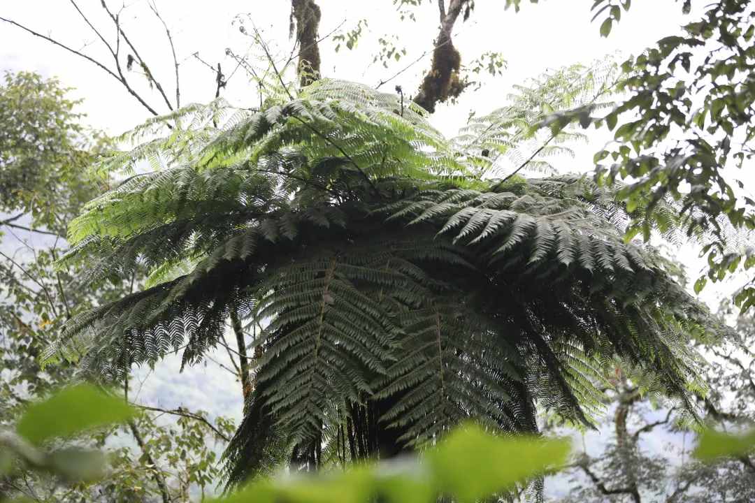 COP15丨大围山“蕨类植物之王”——桫椤
