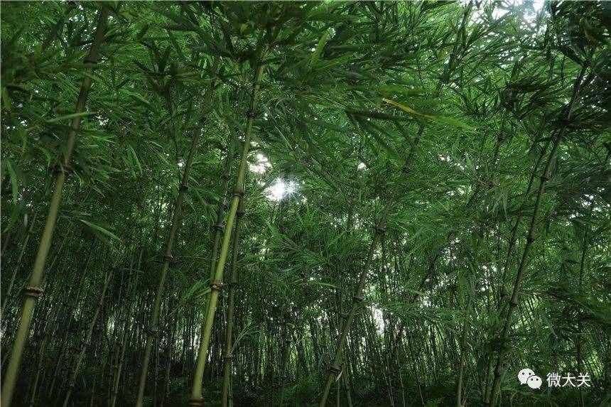 【COP15】中国珍稀竹种—筇竹