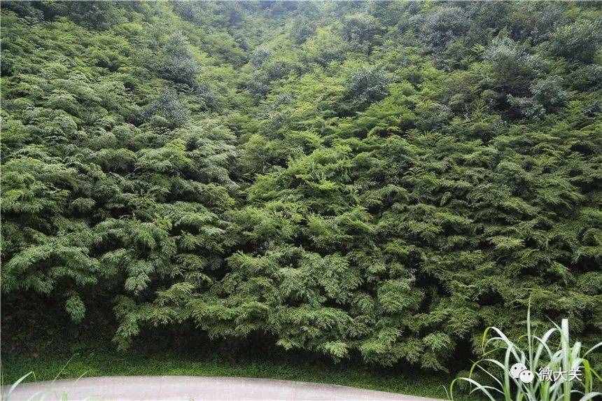 【COP15】中国珍稀竹种—筇竹