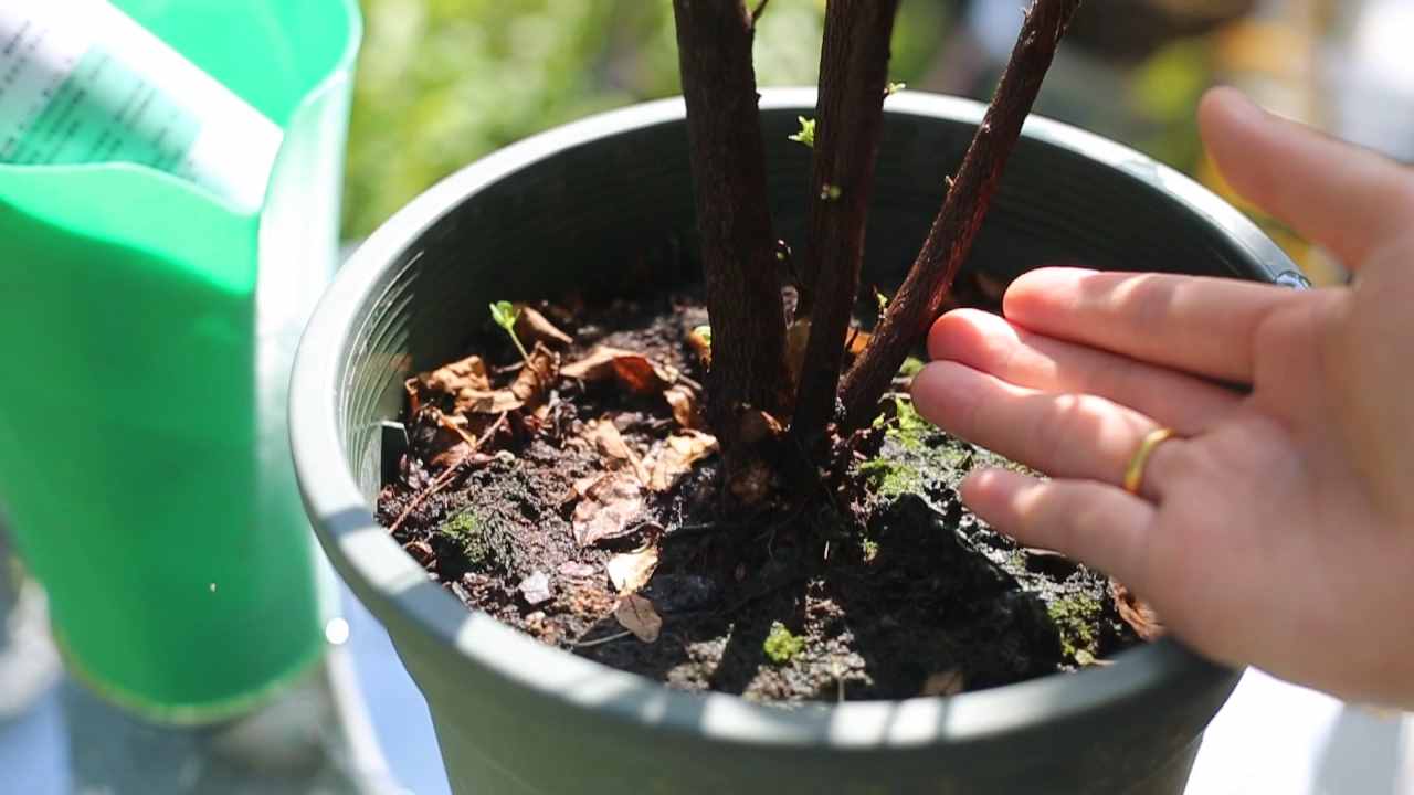 园艺师教你杜鹃花怎么养，这可能是关于杜鹃花，最全面的教程了