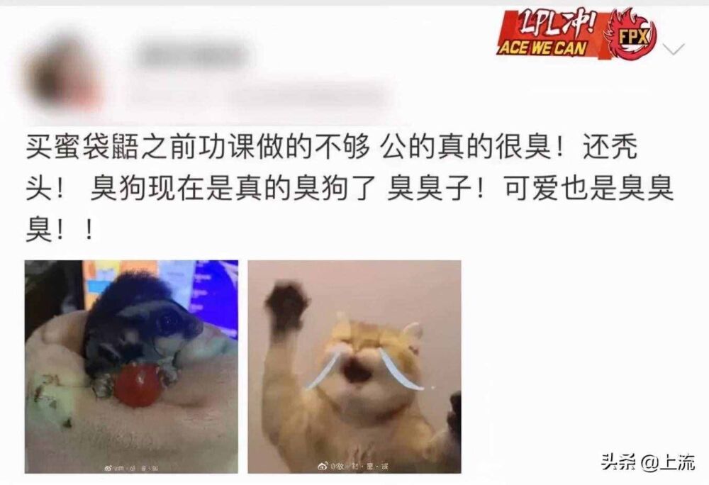 这个会飞的小东西，可能比霍格沃茨的猫头鹰还贵