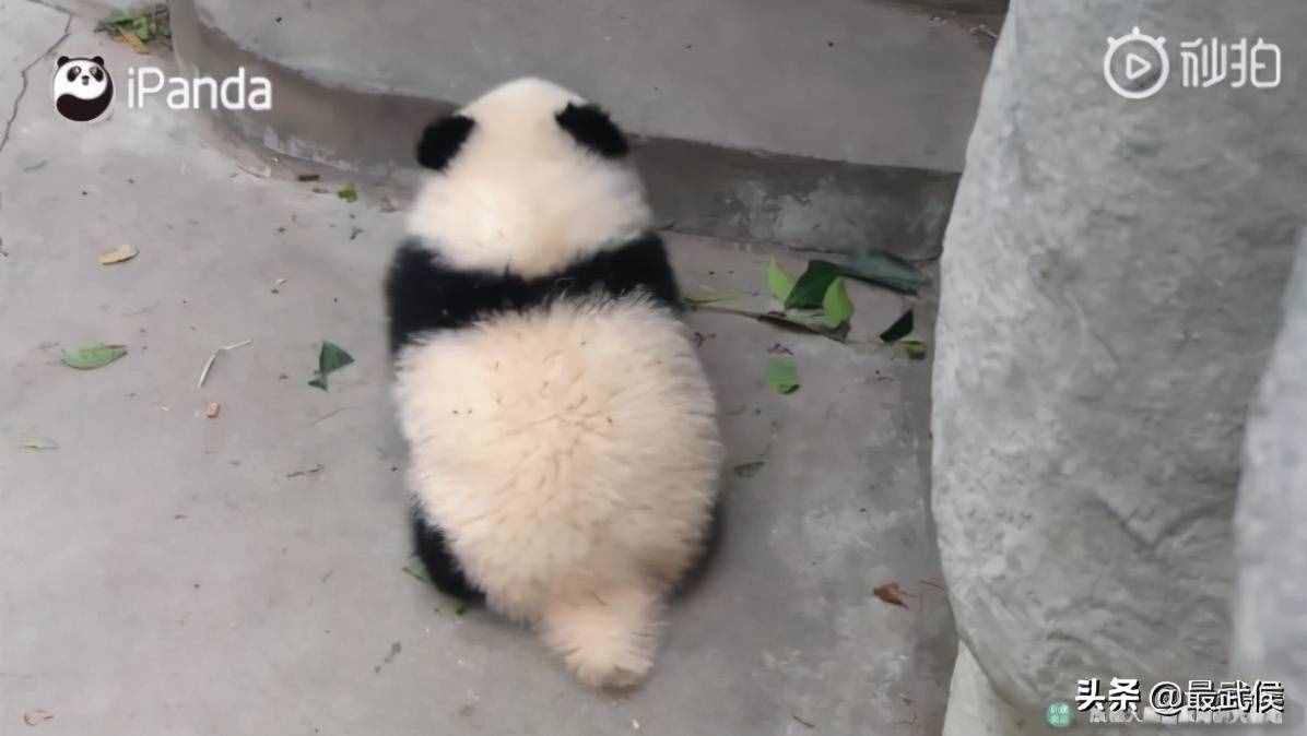 熊猫的尾巴是啥颜色？90%的四川人都答错了！