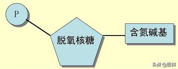 生物遗传密码：DNA与基因的秘密