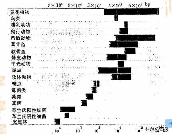 生物遗传密码：DNA与基因的秘密