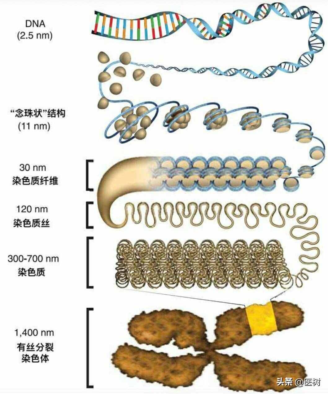 生物遗传密码：DNA与基因的秘密