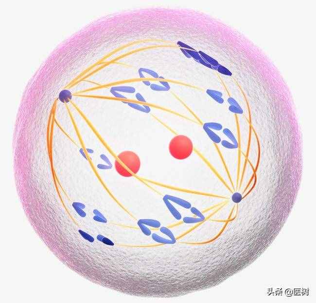 生物遗传密码：DNA与基因的秘密