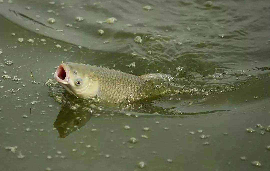 鱼是怎么在水里淹死的？
