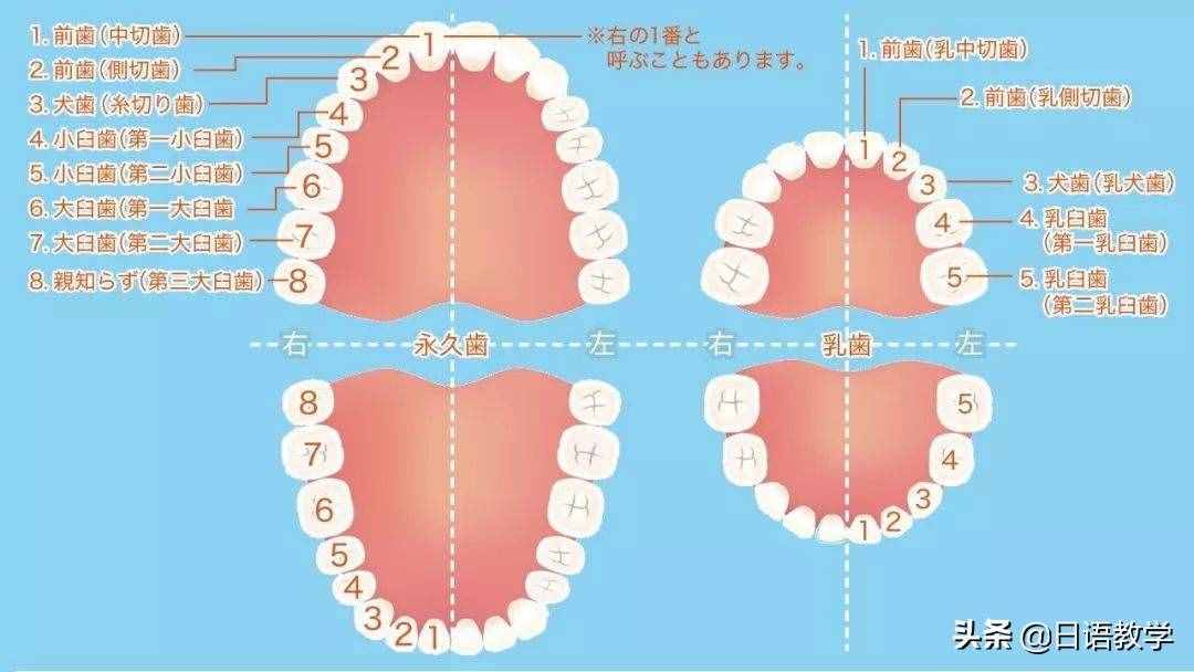 为什么日本人牙齿不齐？你知道多少？