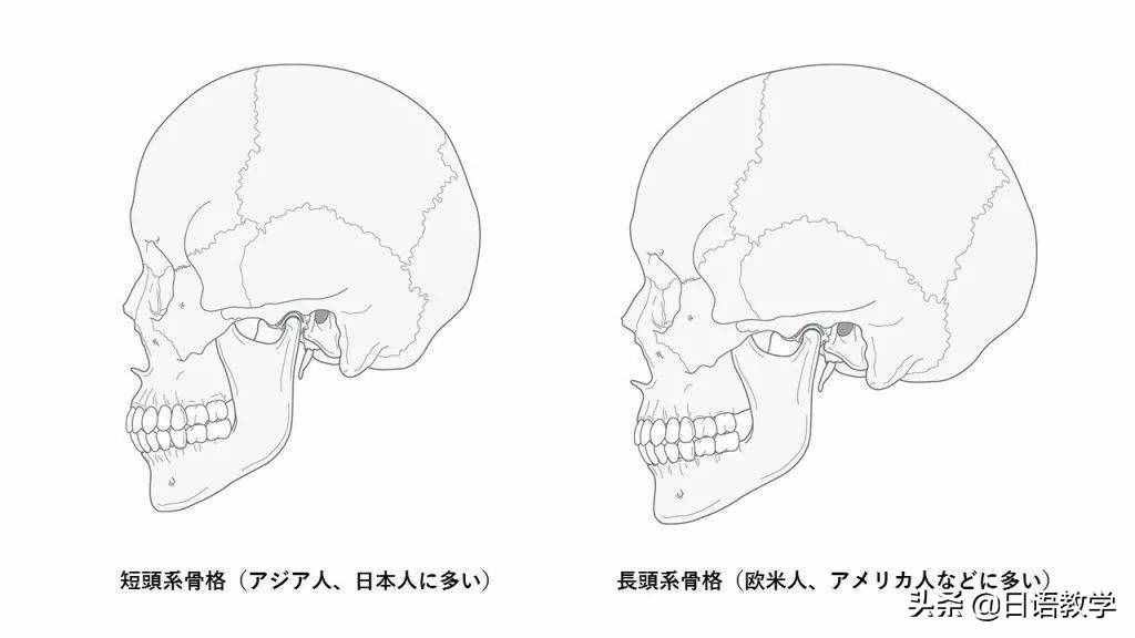 为什么日本人牙齿不齐？你知道多少？