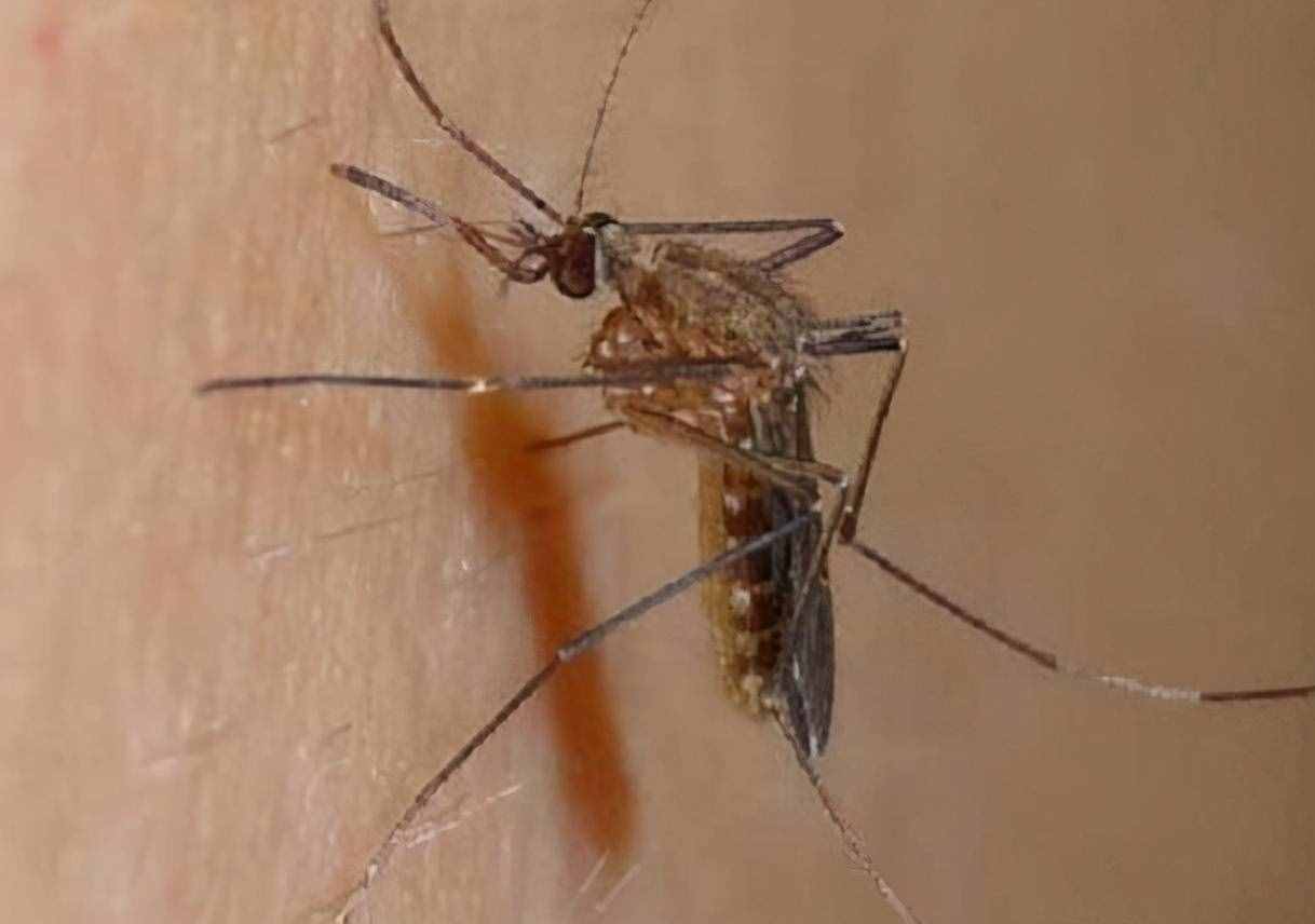 为什么蚊子喜欢咬你？科学家：跟你身体散发的气味有关