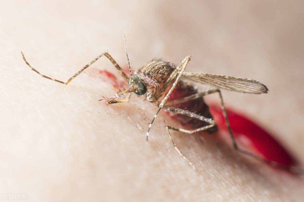 为什么蚊子喜欢咬你？科学家：跟你身体散发的气味有关