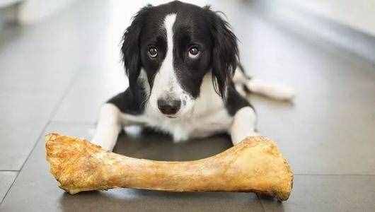 揭秘：狗狗可以吃骨头吗？