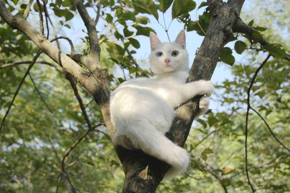猫死了要用篮子装起来挂树上，别埋地里，这是猫咪的遗愿