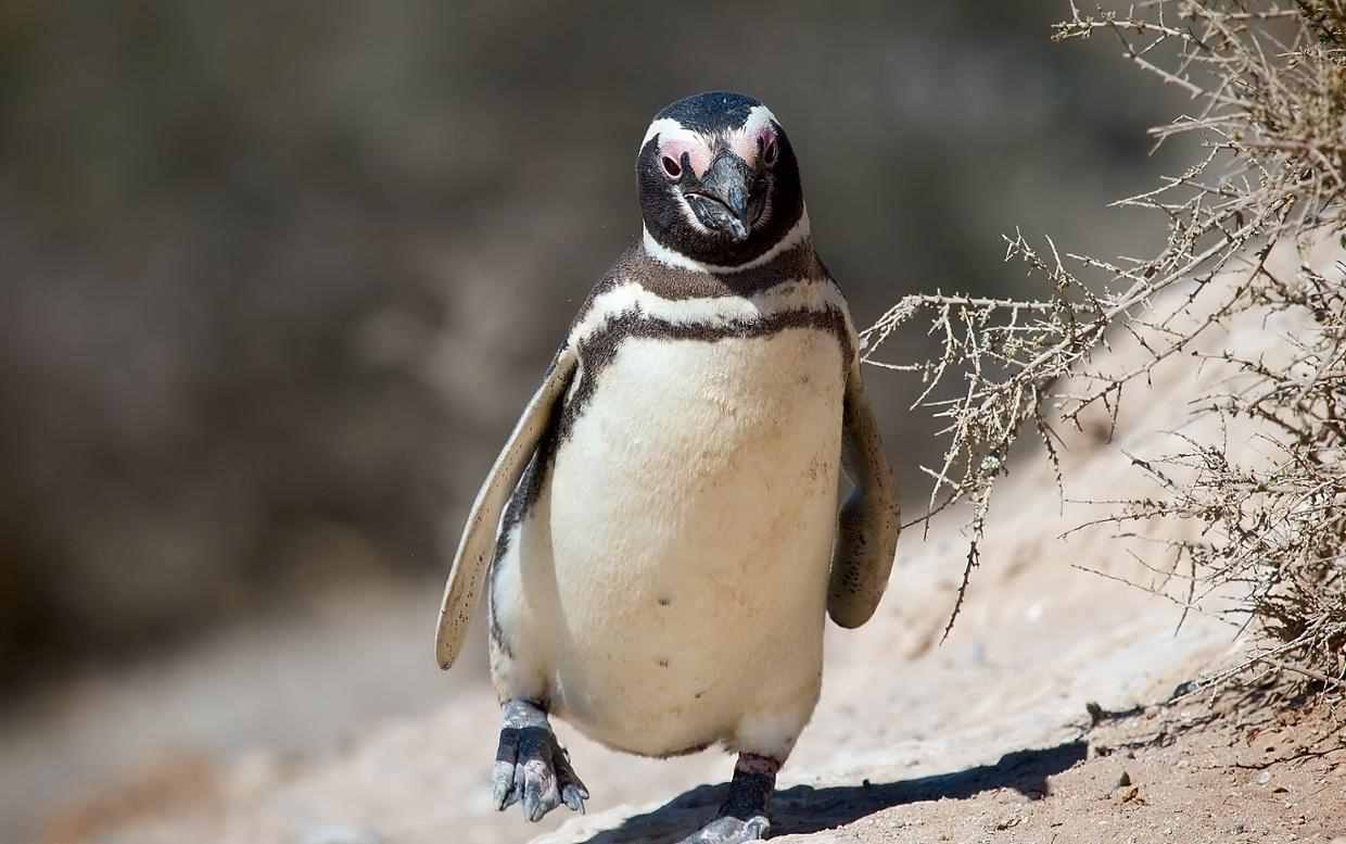 为吃鱼迁居热带，这企鹅还学狗吐舌降温，差点被入侵物种逼至绝种