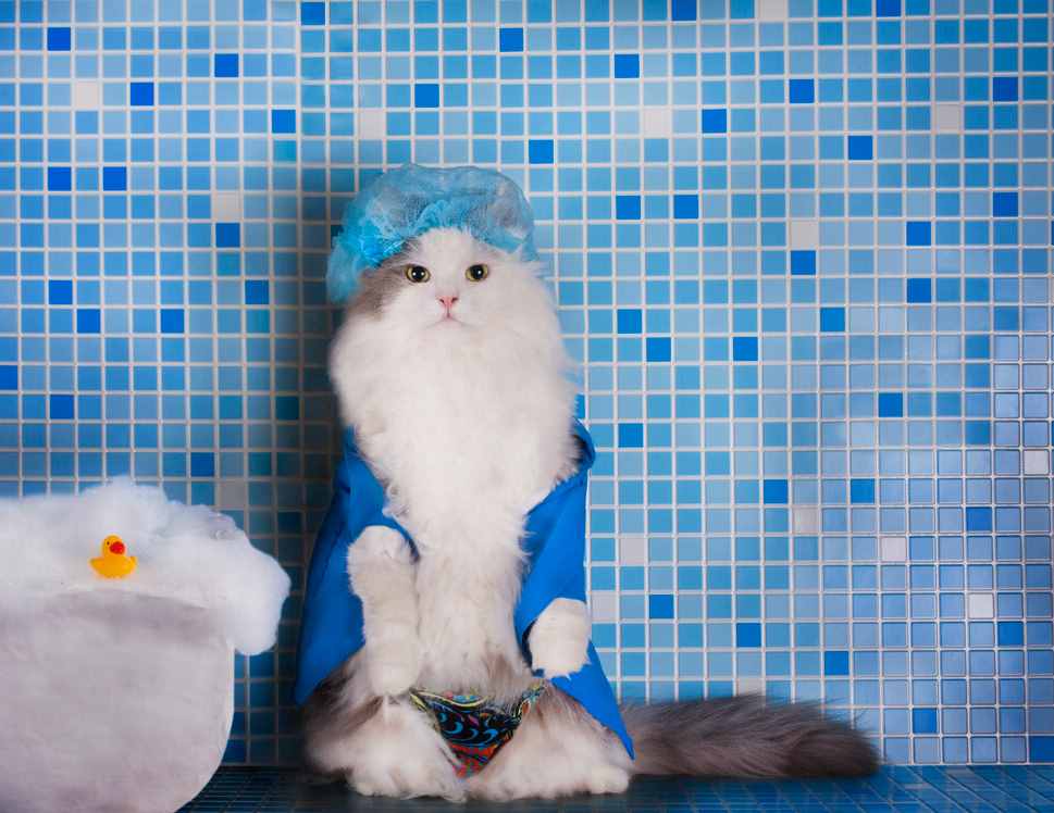 如何让猫咪乖乖“配合洗澡”？只要掌握这几点