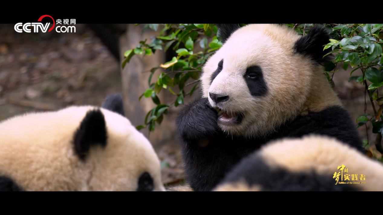 大熊猫守护者：读懂大熊猫行为语言